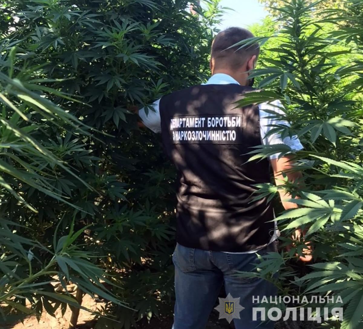 Z:\Фото\2020\вересень\12.09\konop_2.jpeg