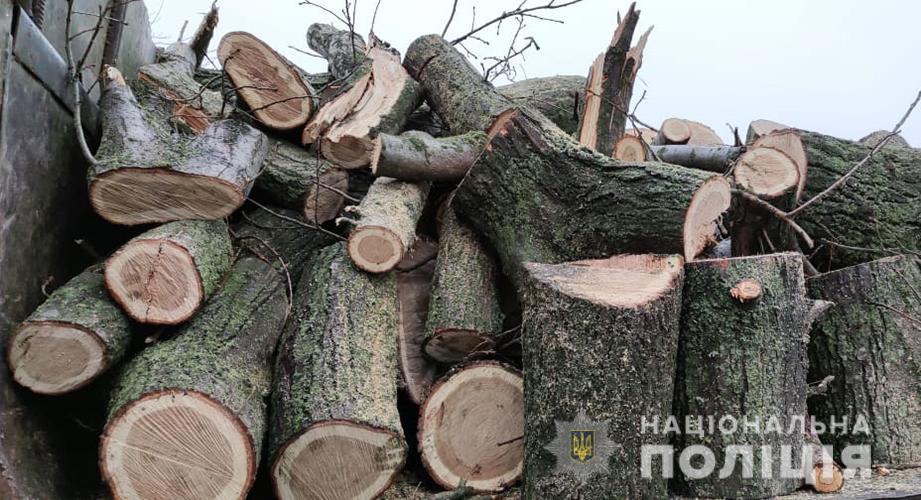 https://zp.npu.gov.ua/assets/sites/zp/news/2021/02-february/03/derevo_12.jpg