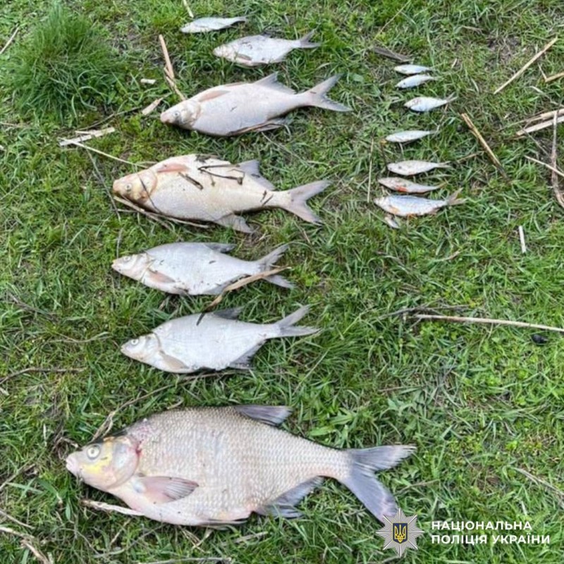 На Харківщині поліція розслідує факт масової загибелі риби у водоймі