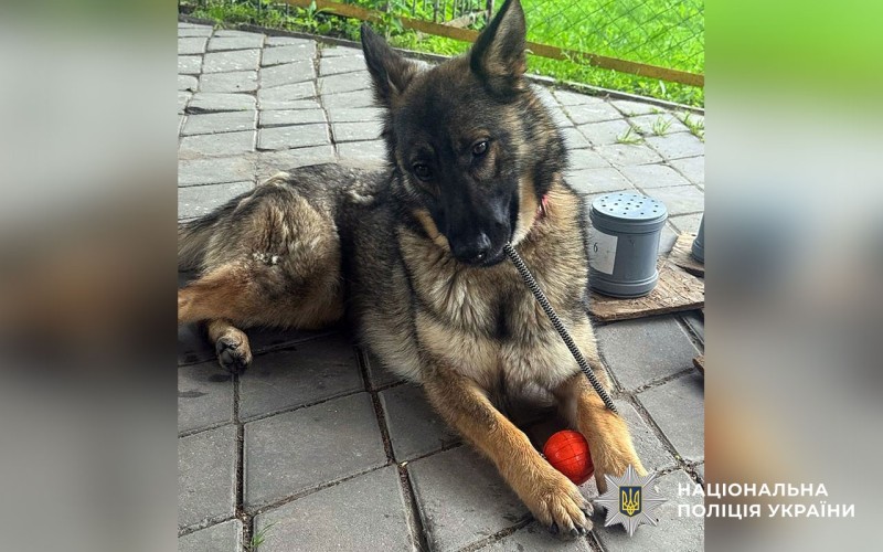 Службовий собака Асті