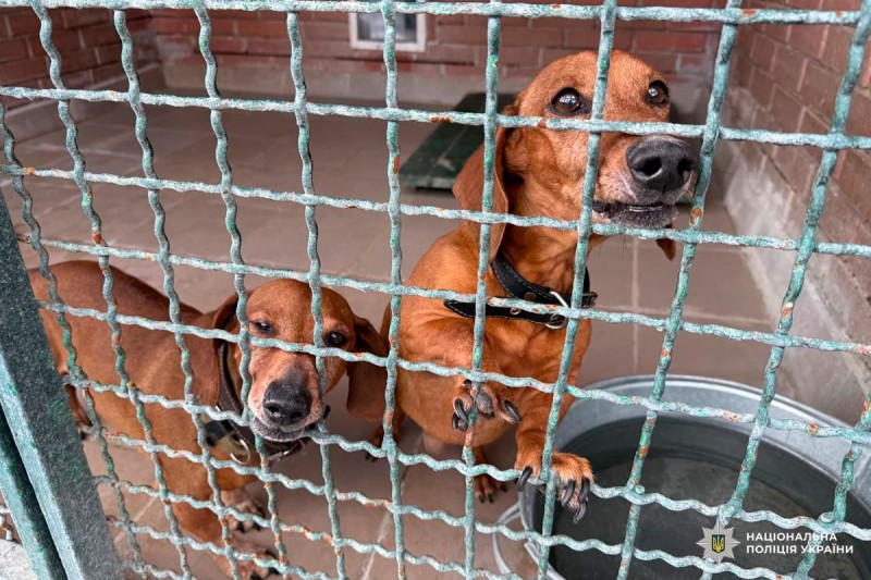 Два коричневі такси у вольєрі з металевою решіткою, один стоїть на задніх лапах, інший позаду; на підлозі металева миска з водою, на стіні цегляна кладка.