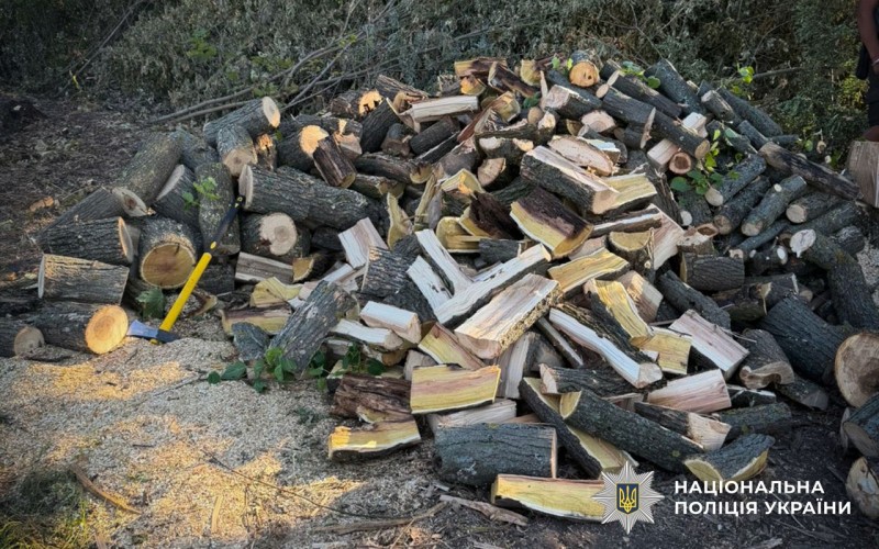 Зрубана деревина на місці події