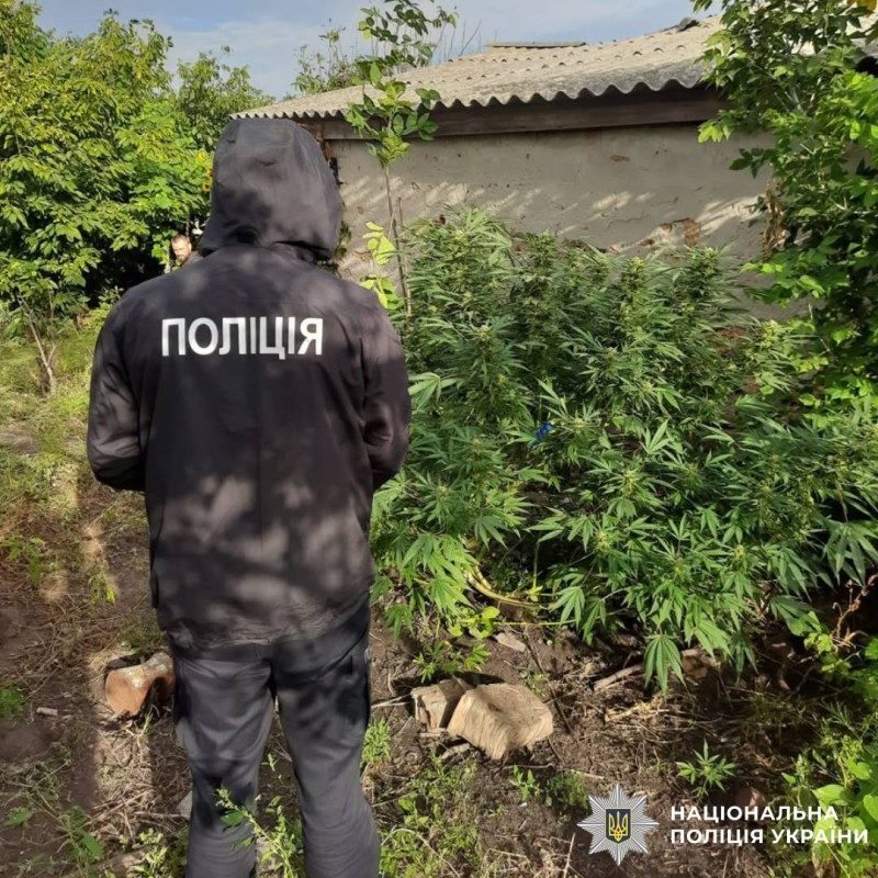 На Берестинщині поліцейські задокументували факт незаконного обігу наркотичних засобів