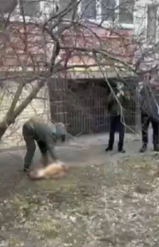 холоднокровно вбив собаку: поліція київщини повідомила про підозру зловмиснику за жорстоке поводження із тваринами в борисполі