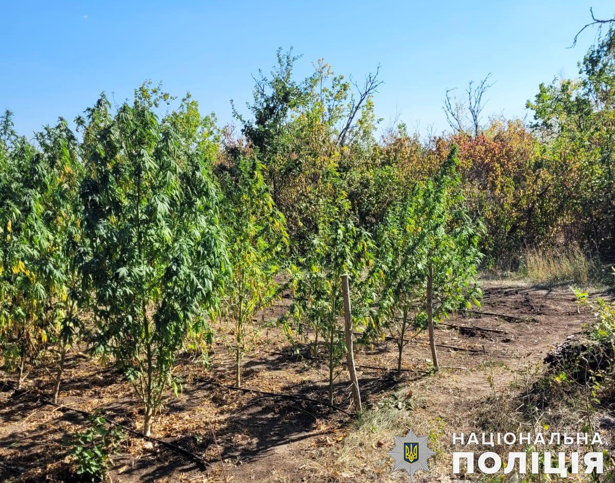 на миколаївщині поліцейські викрили злочинне угруповання на вирощуванні наркорослин – конопель вилучили на понад 5 млн гривень