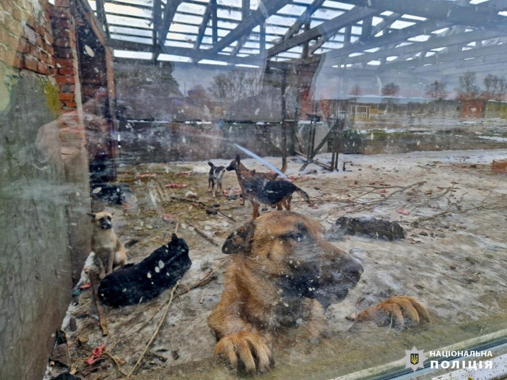 правоохоронці київщини розпочали кримінальне провадження за фактом жорстокого поводження з тваринами