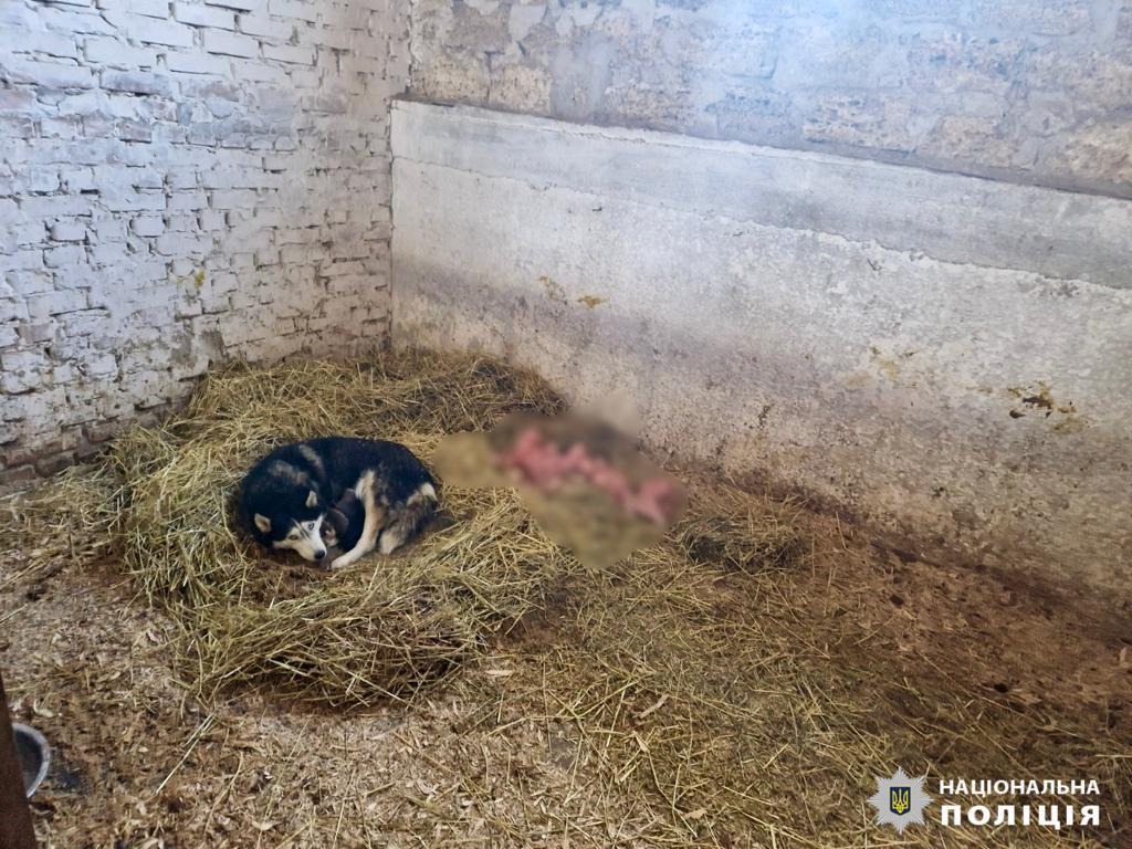 правоохоронці київщини розпочали кримінальне провадження за фактом жорстокого поводження з тваринами