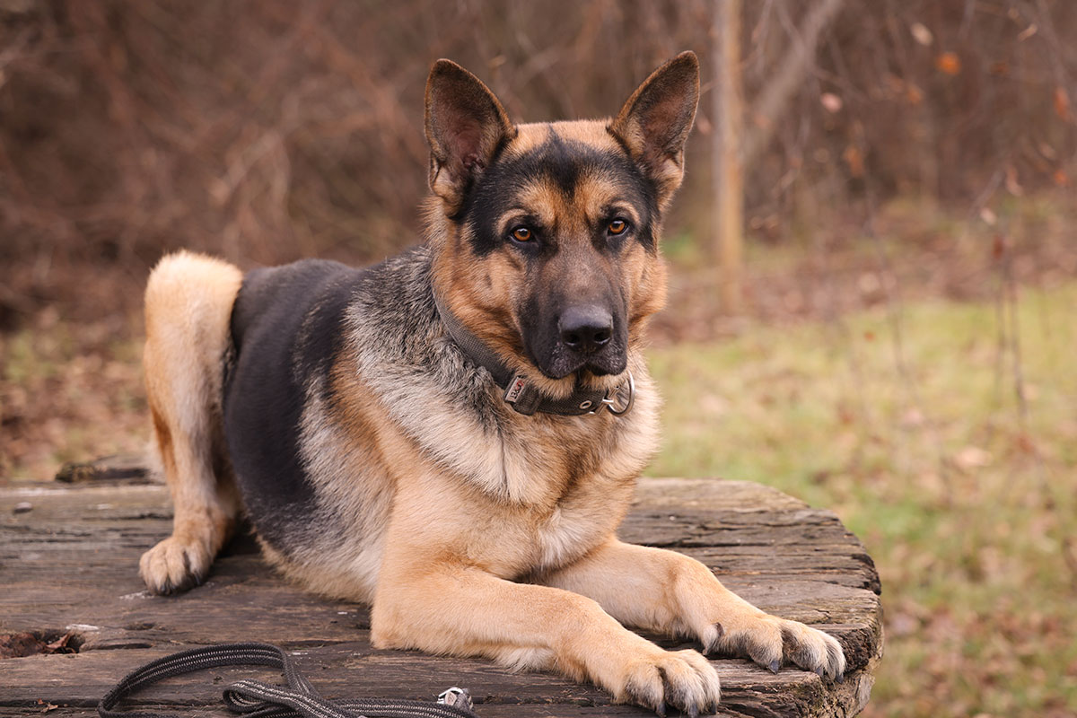 Прикордонники на каністерапії у кінологів поліції
