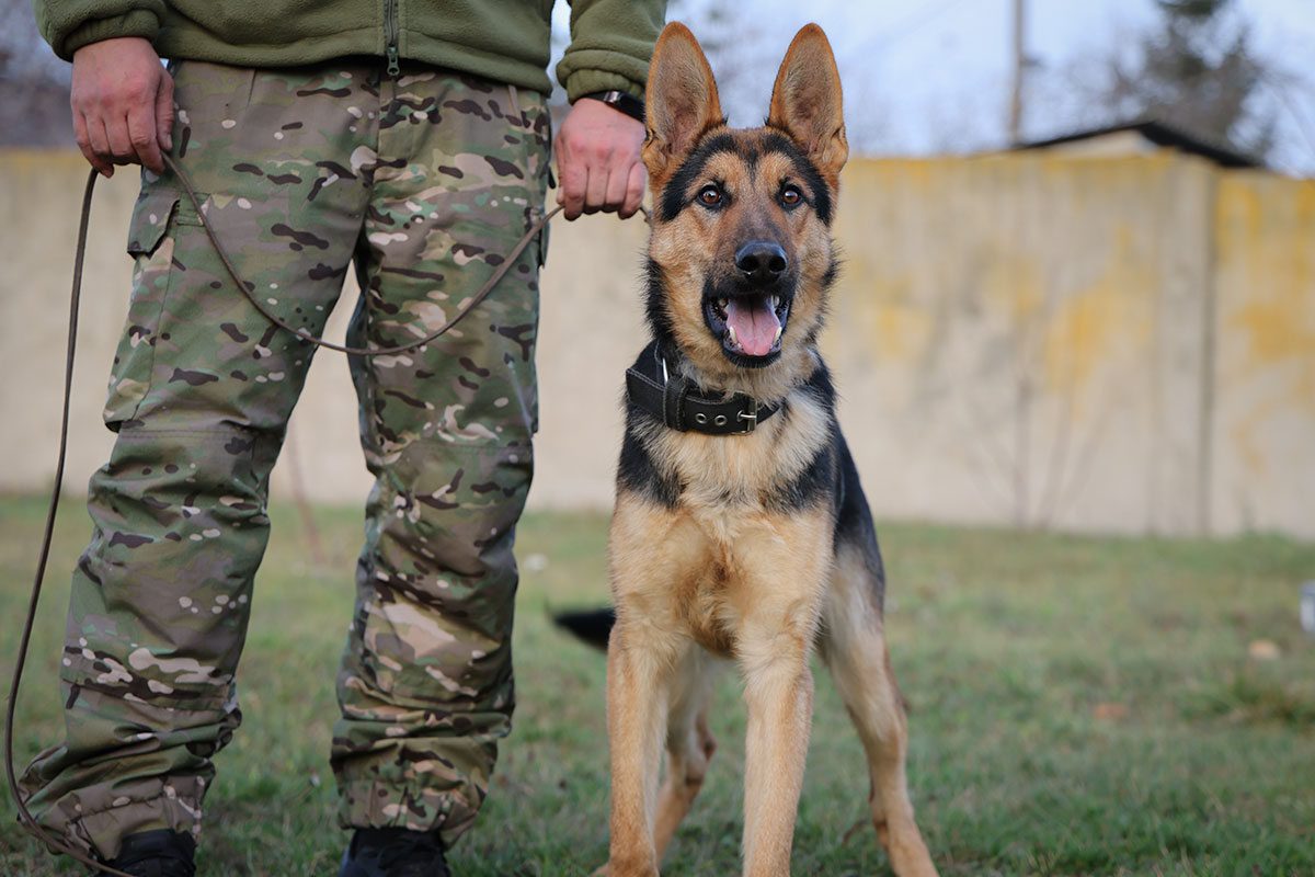 Прикордонники на каністерапії у кінологів поліції