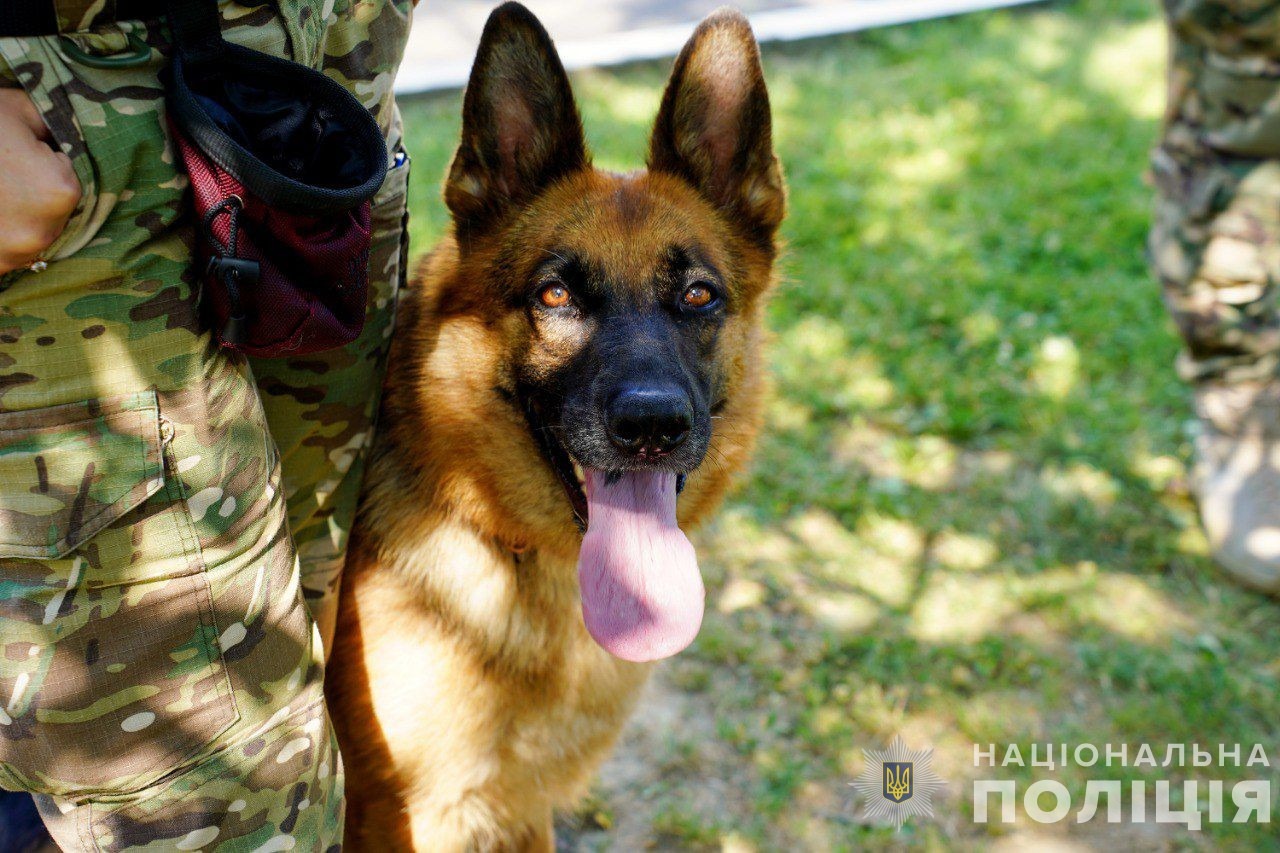 бійці обʼєднаної штурмової бригади нацполіції «лють» проходять реабілітацію на закарпатті за допомогою методу каністерапії