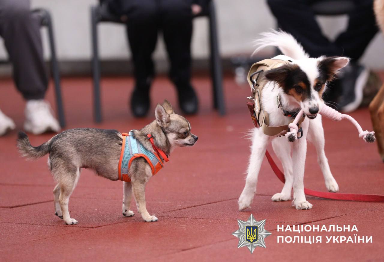 На фото зображені 2 собаки різних порід,які граються іграшкою.