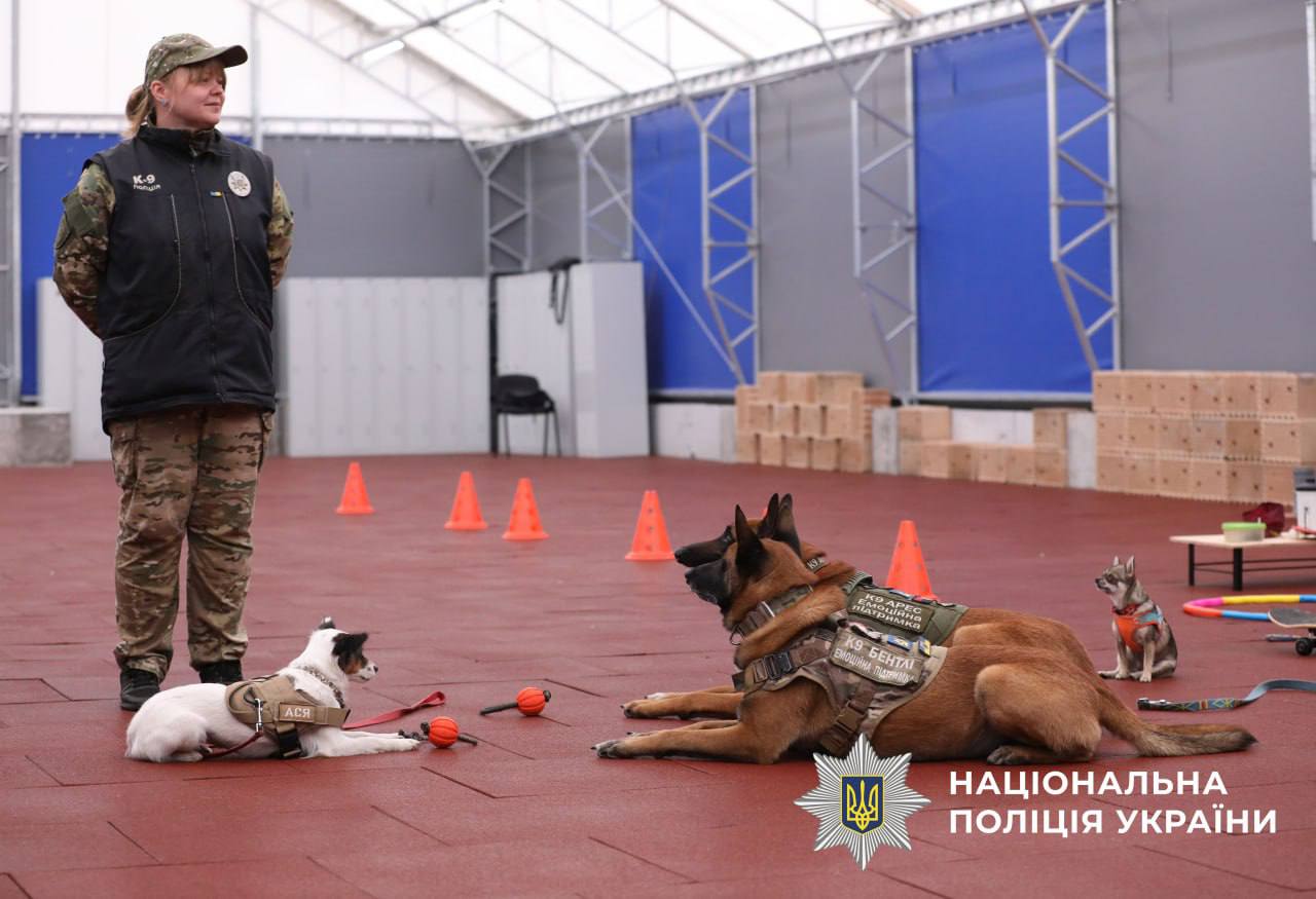 На фото зображені 3 собаки різних порід ,які слухняно сидять біля кінолога.