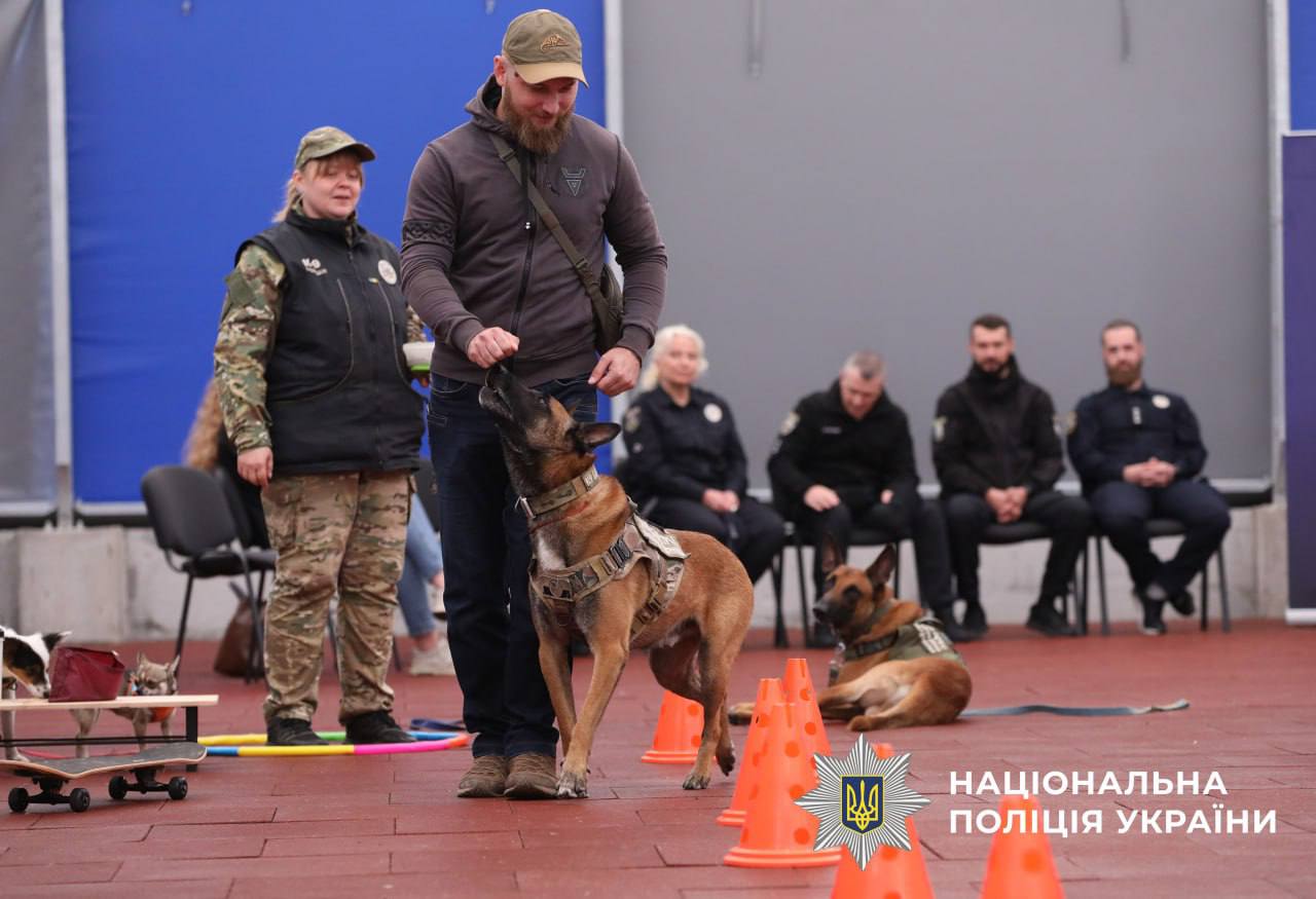 На фото зображений полійцейський який виконує вправу зі службовим собако. Вони разом обходять фішки, при цьому поліцейський пригощає собаку смаколиком для заохочення виконання вправи.