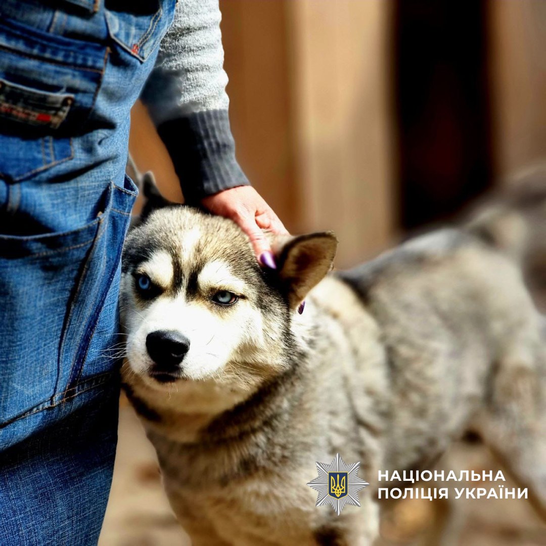Собака з притулку проходить реабілітацію