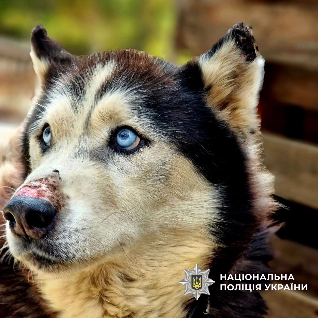 Собака з притулку проходить реабілітацію