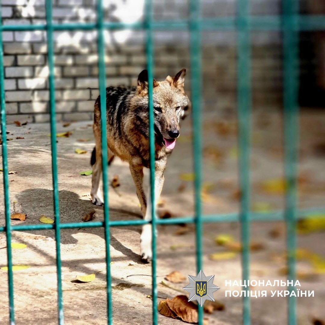 Собака з притулку проходить реабілітацію