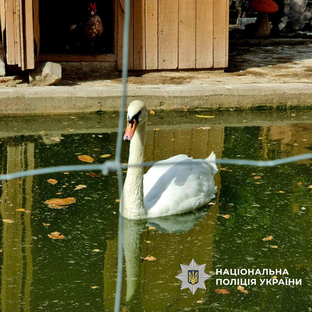 Лебідь плаває у рехаб центрі