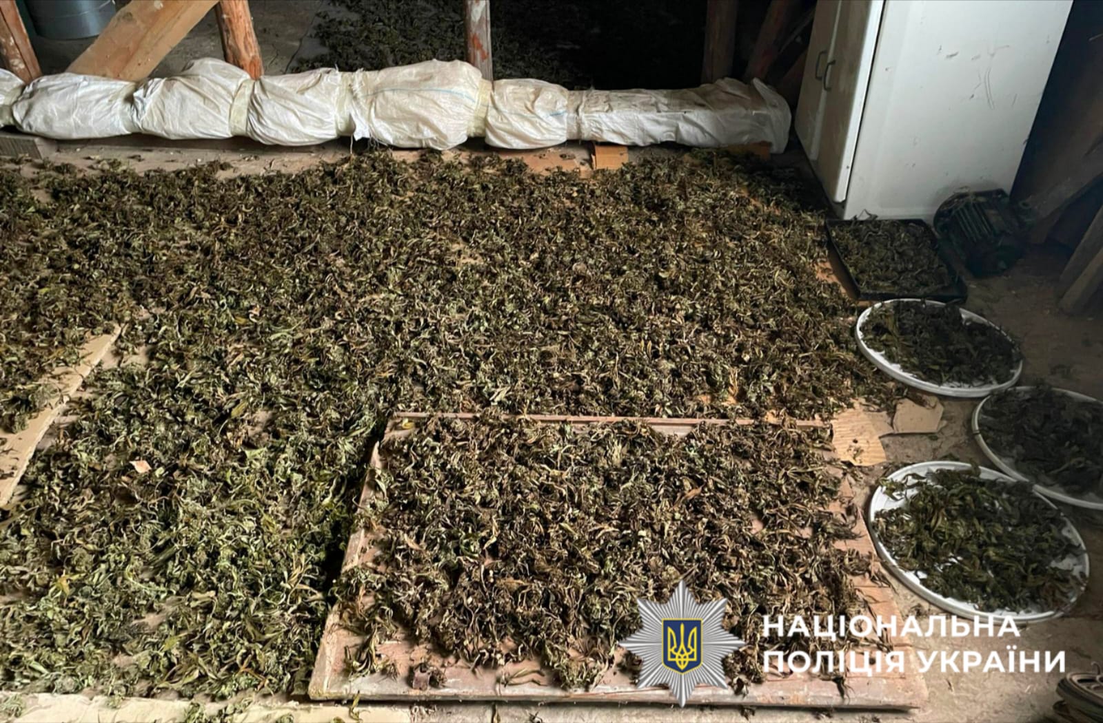 На фото зображено наркотичний засіб - канабіс, який поліцейські виявили та вилучили під час обшуку у зловмисника.