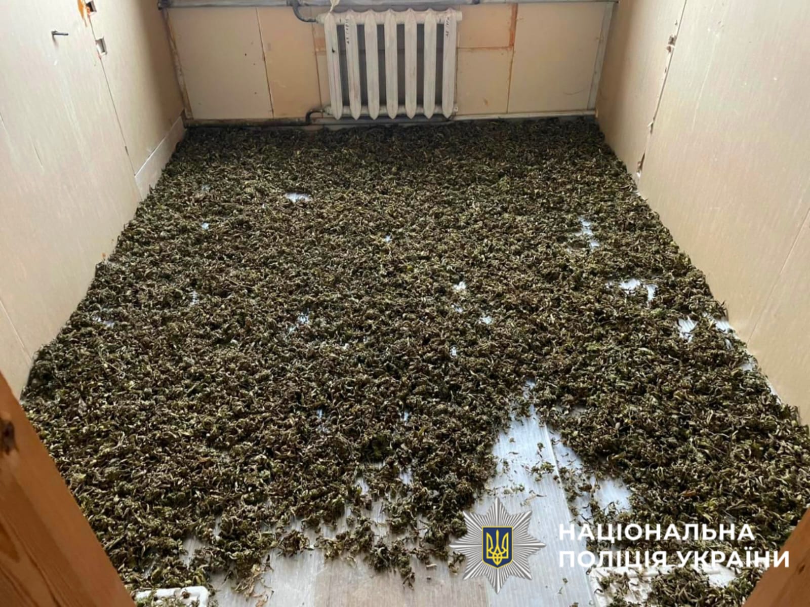На фото зображено наркотичний засіб - канабіс, який поліцейські виявили та вилучили під час обшуку у зловмисника.