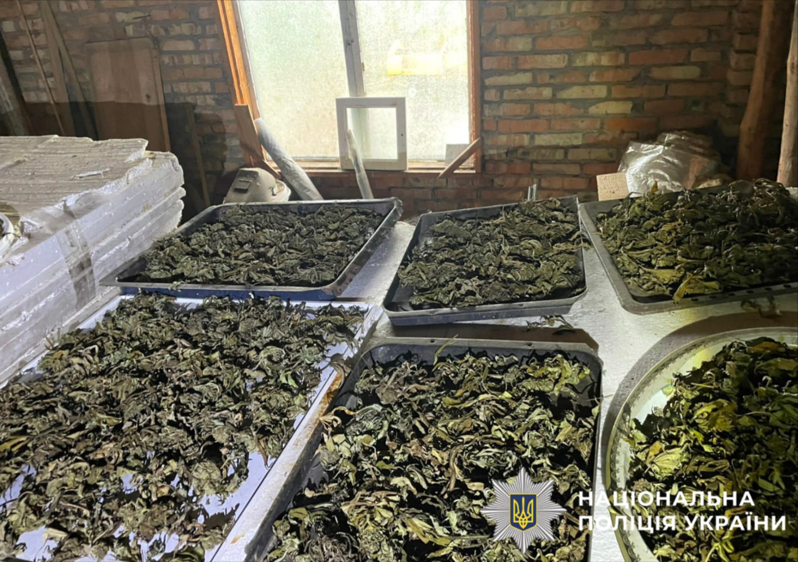 На фото зображено наркотичний засіб - канабіс, який поліцейські виявили та вилучили під час обшуку у зловмисника.