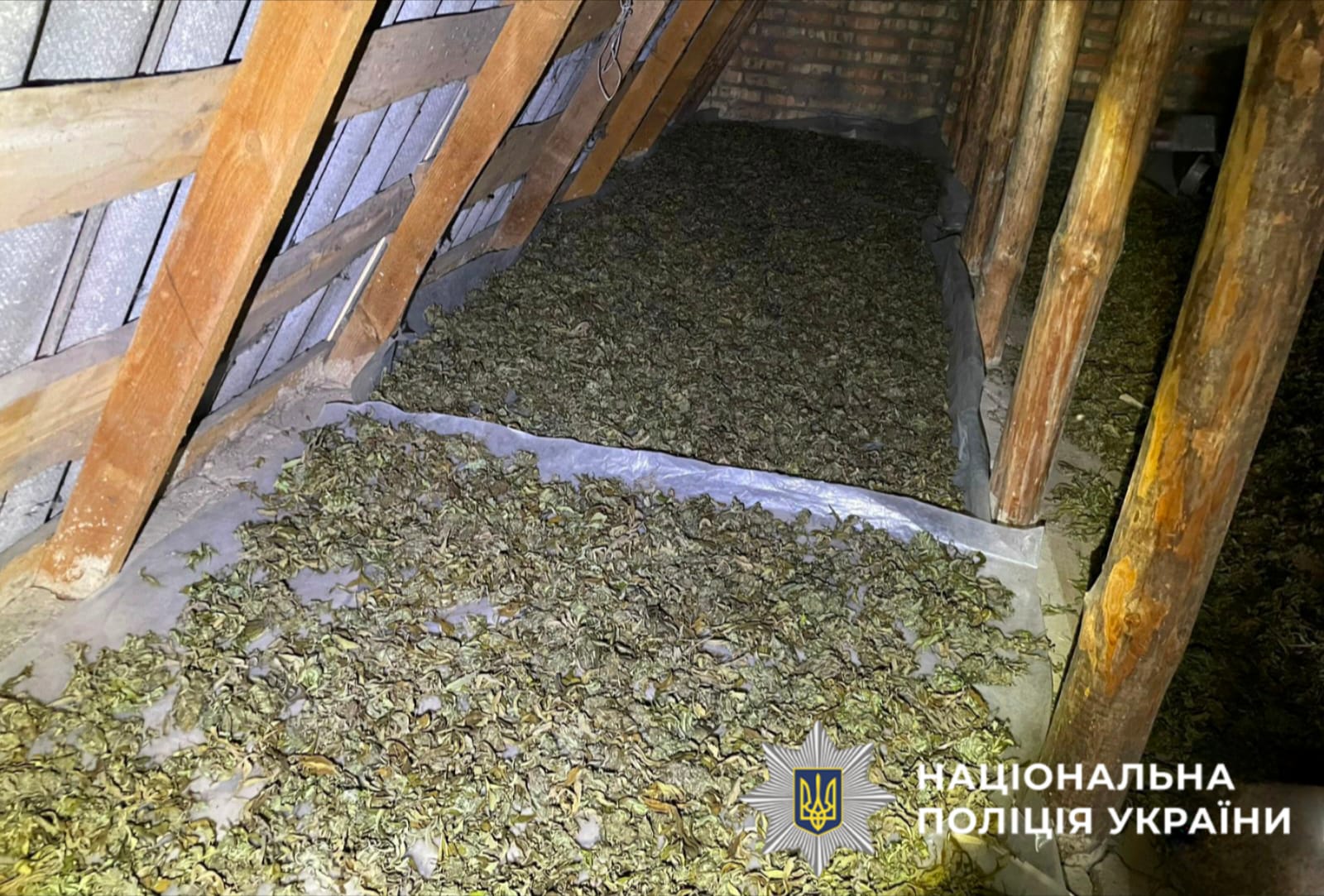 На фото зображено наркотичний засіб - канабіс, який поліцейські виявили та вилучили під час обшуку у зловмисника.