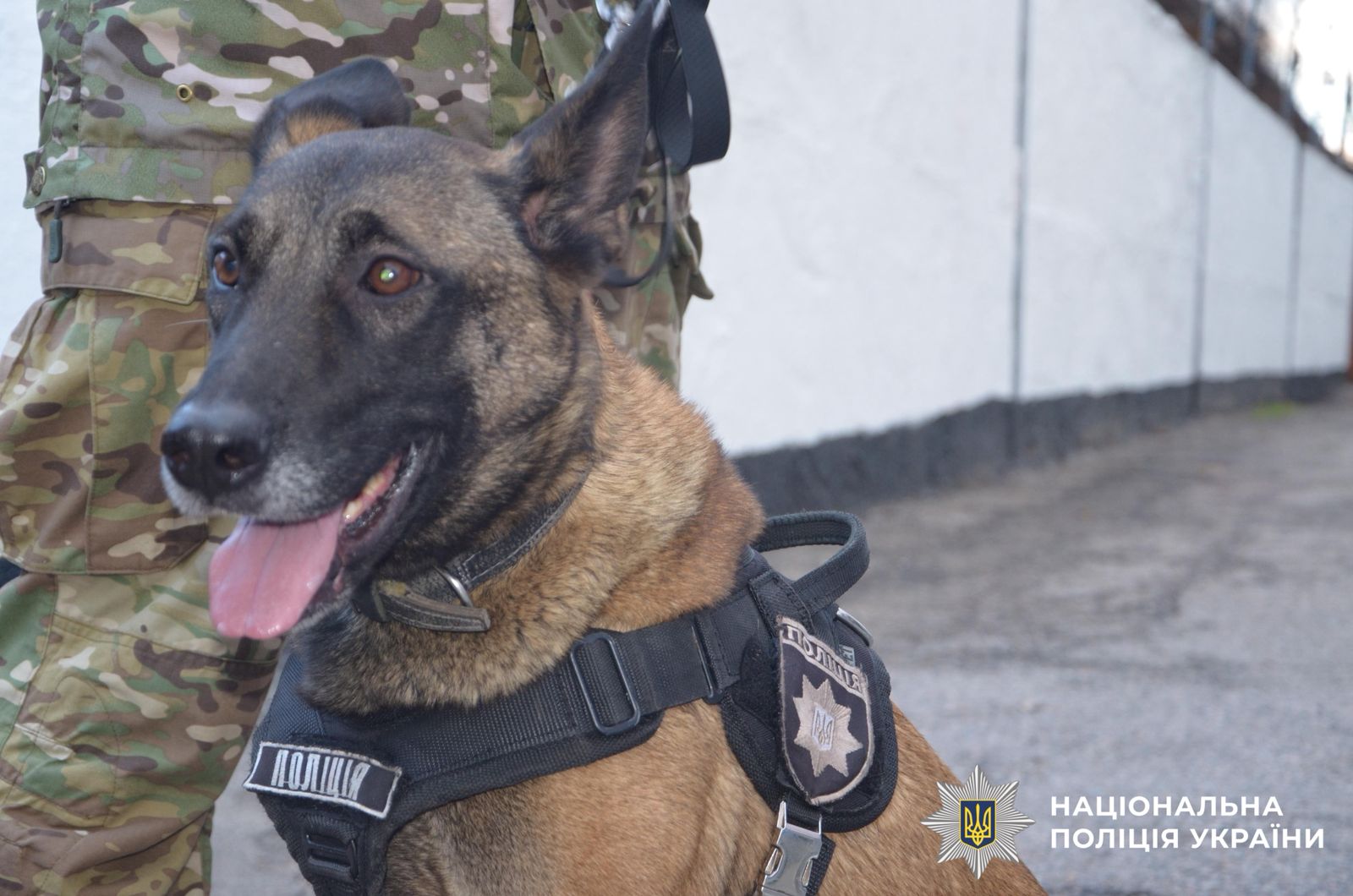 На фотографії зображено службового собаку. Фото із проведеного заходу.