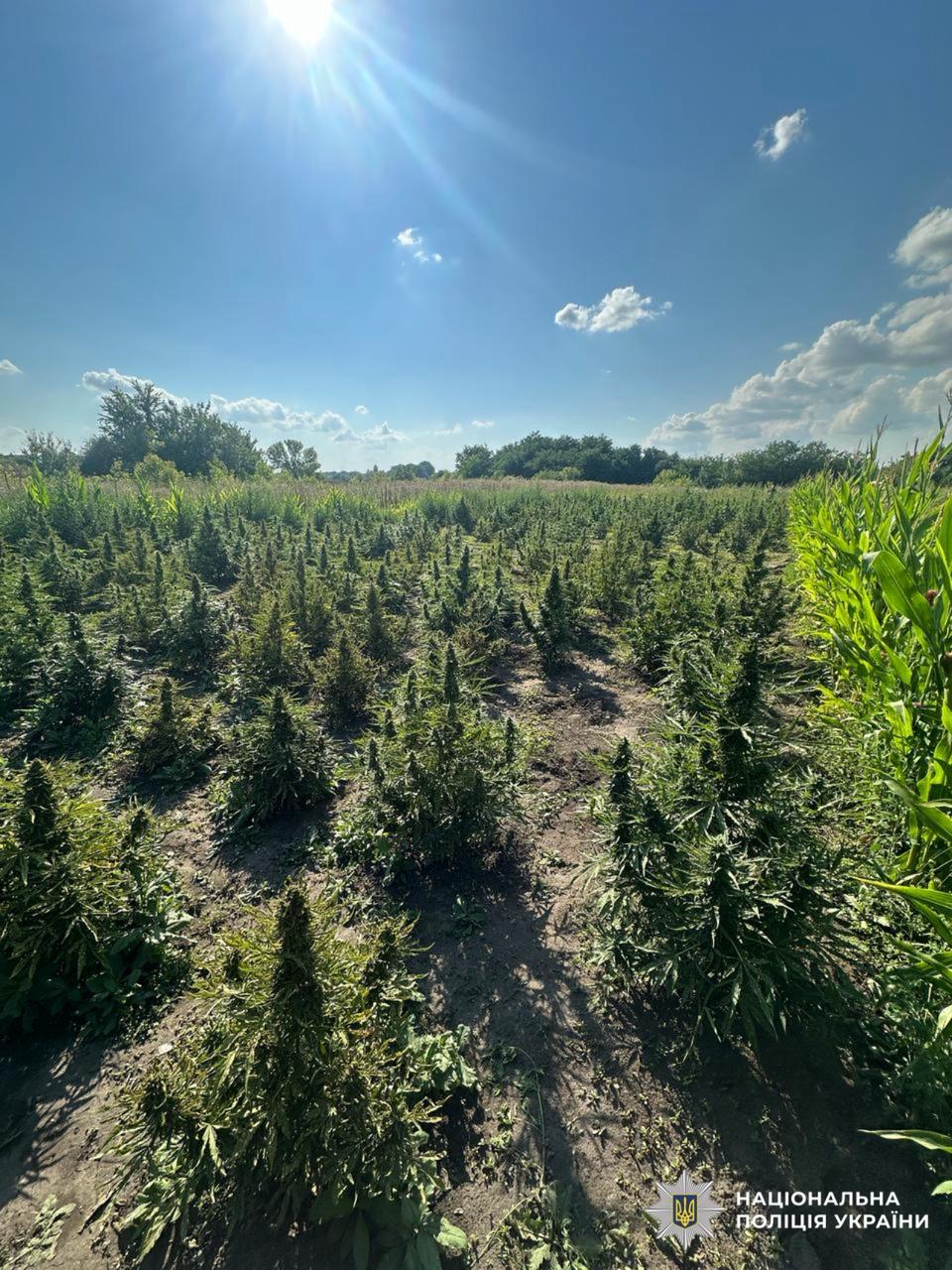 На фотографії зображено виявлені рослини коноплі.