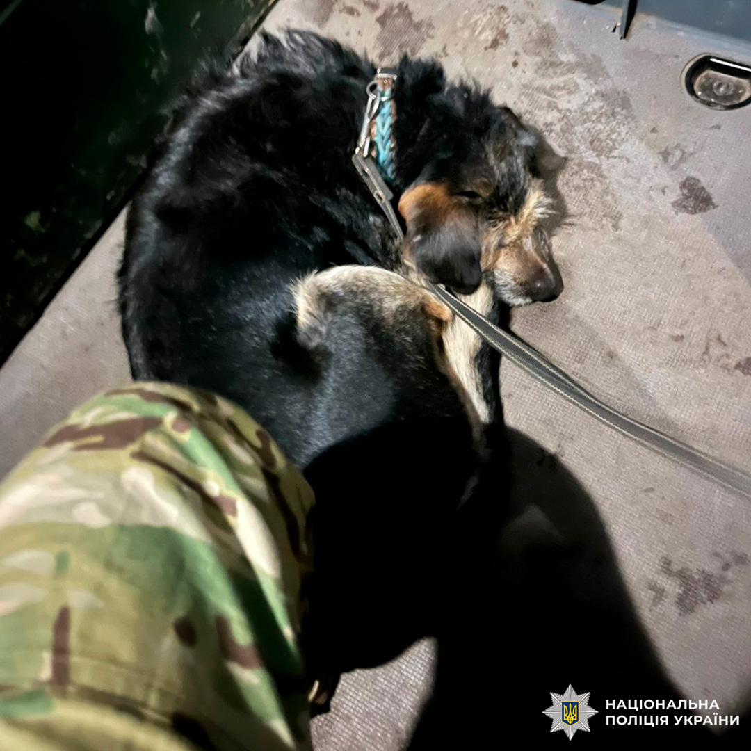 Собака, що лежить на підлозі поруч із працівником у камуфляжних штанах. Сцена, ймовірно, всередині службового транспорту.