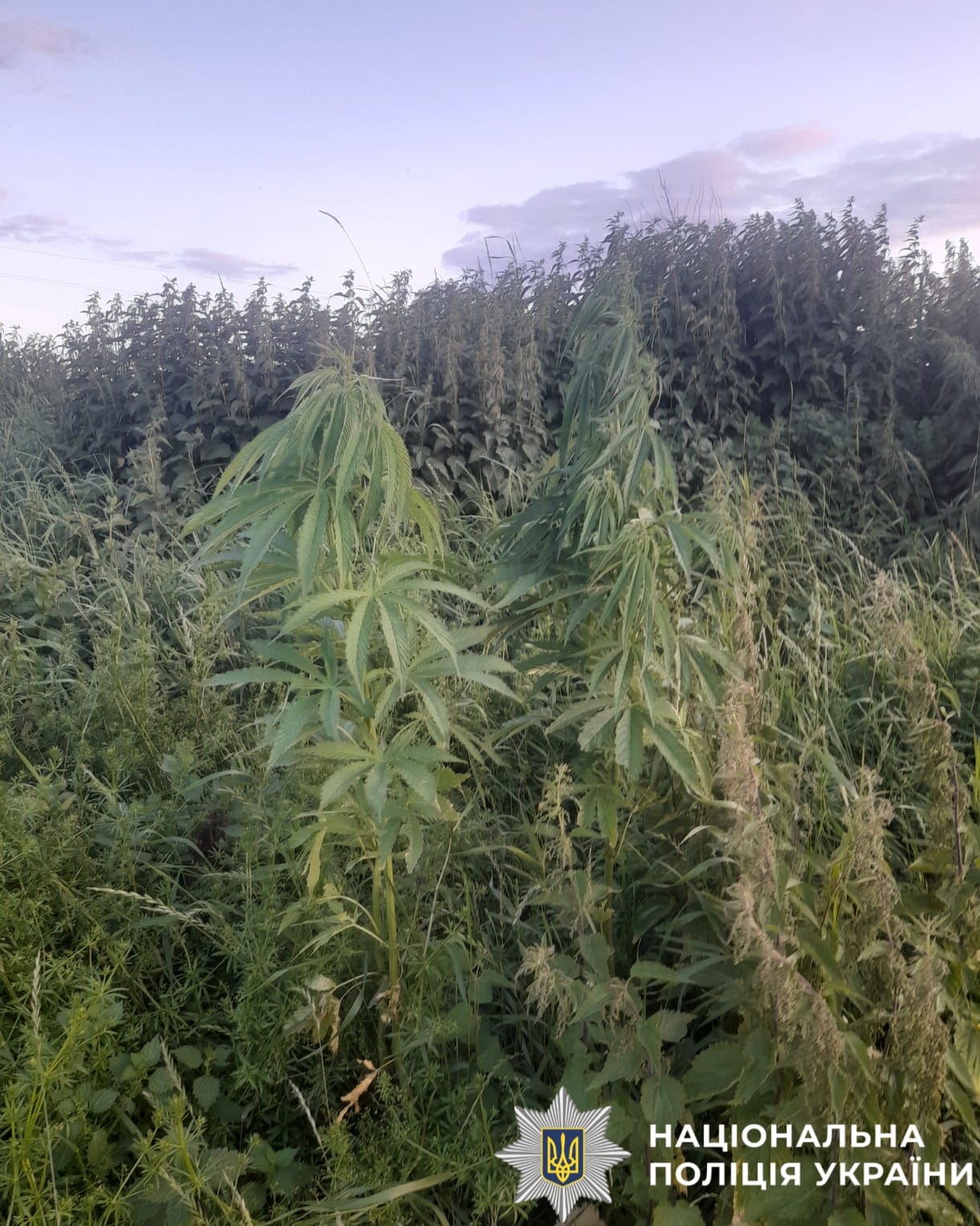 На фото зображені кущі рослини конопель.