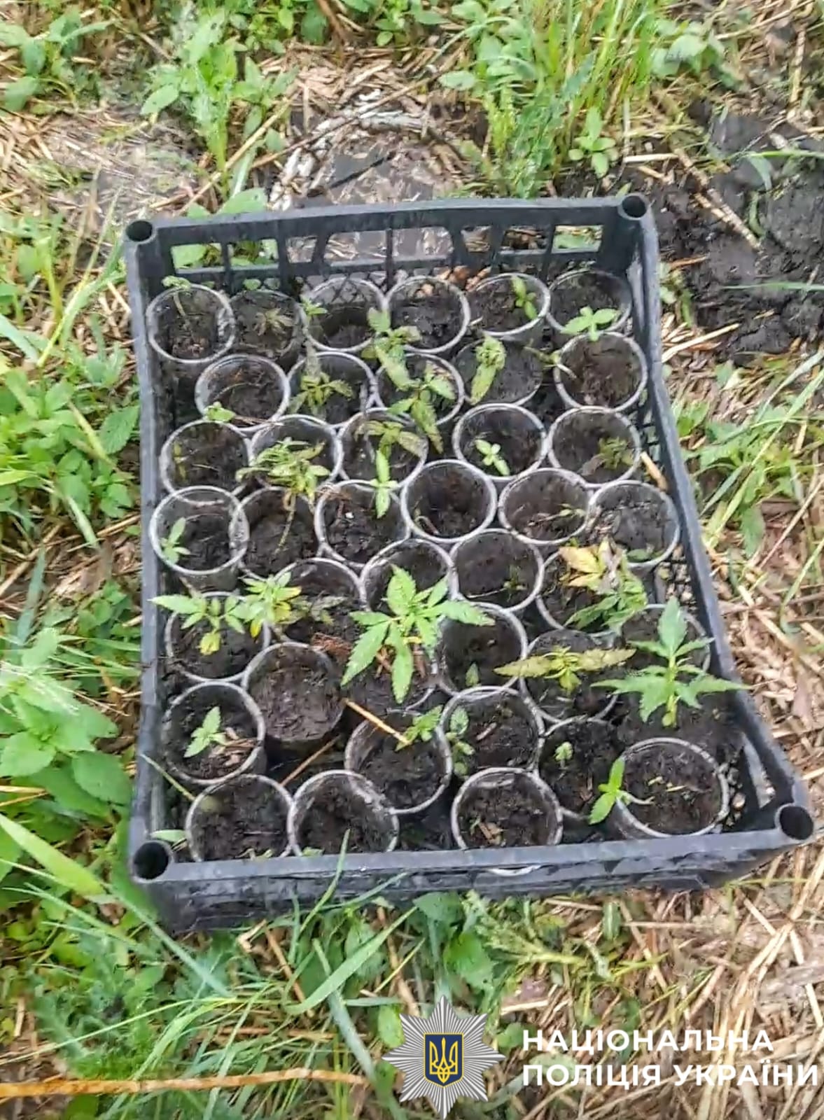 На фото зображений ящик із рослинами конопель.