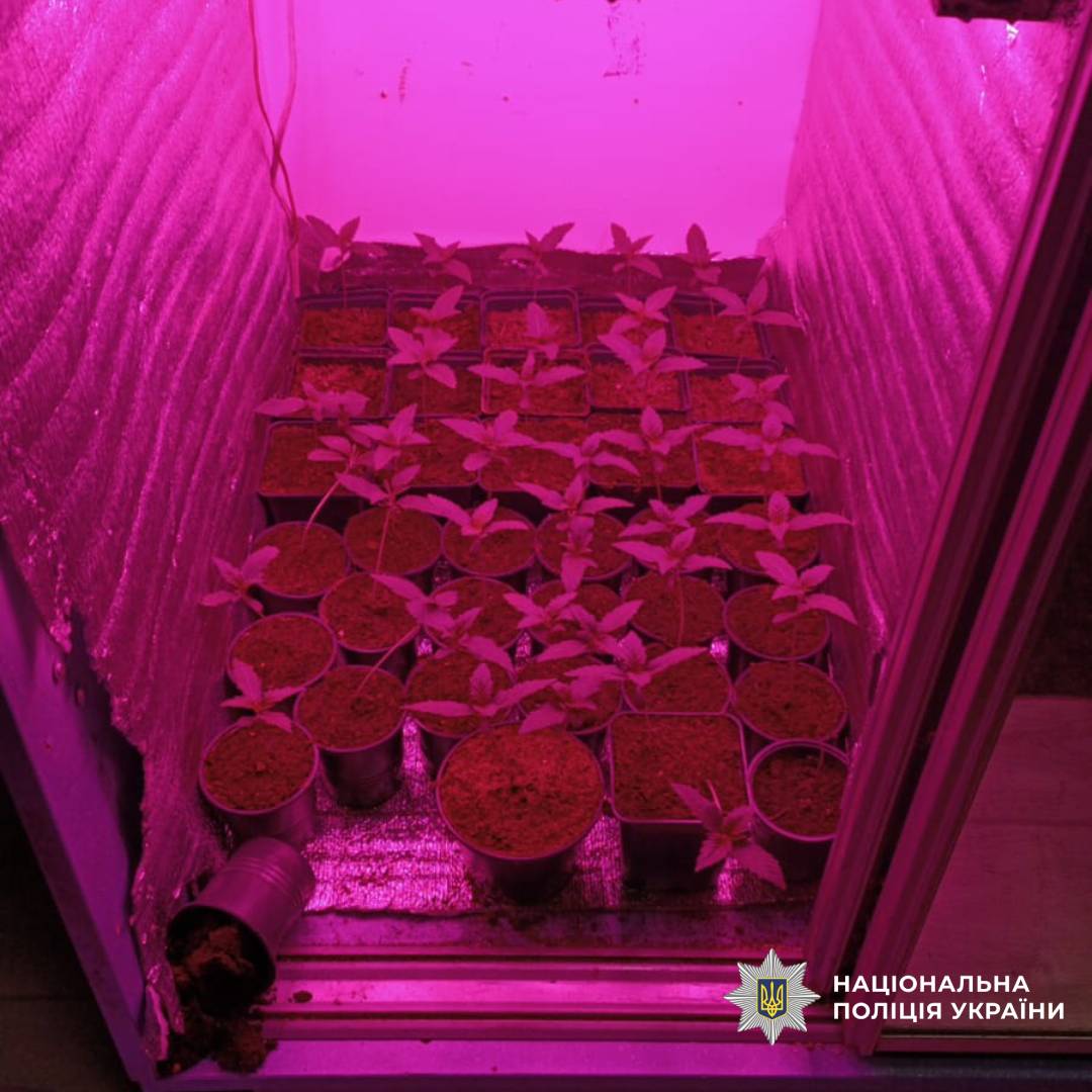 Поліцейські Харківщини викрили групу наркозбувачів та вилучили канабіс на суму близько 2,6 мільйона гривень