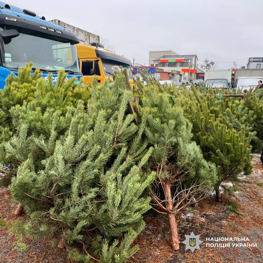 Поліція посилює заходи з протидії незаконній вирубці хвойних дерев напередодні новорічних свят
