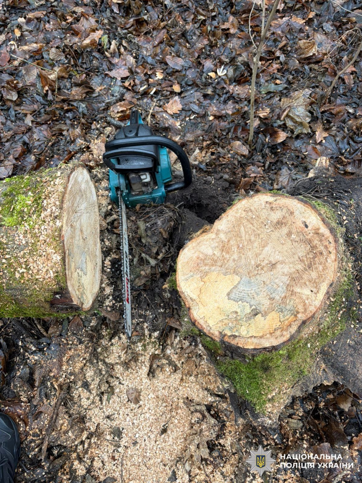 На фотографії зображено спиляні у лісі породи дерев.