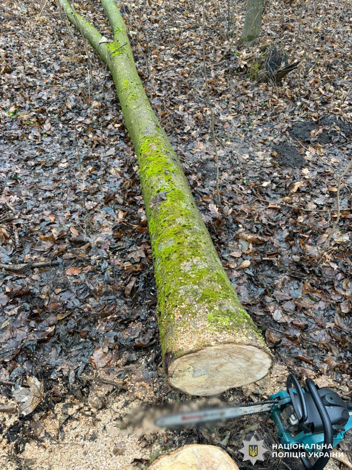 На фотографії зображено спиляні у лісі породи дерев.