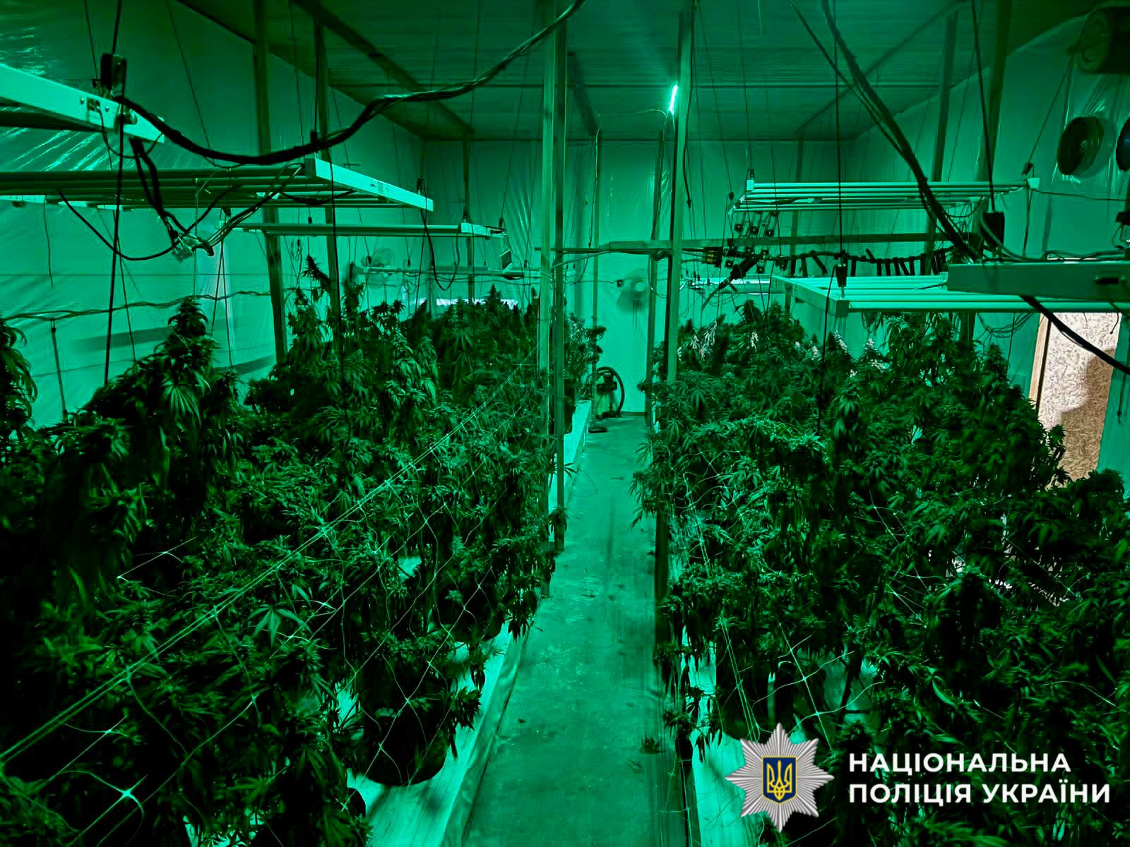 На фото зображена викрита нарколабораторія з обладнням та рослинами.