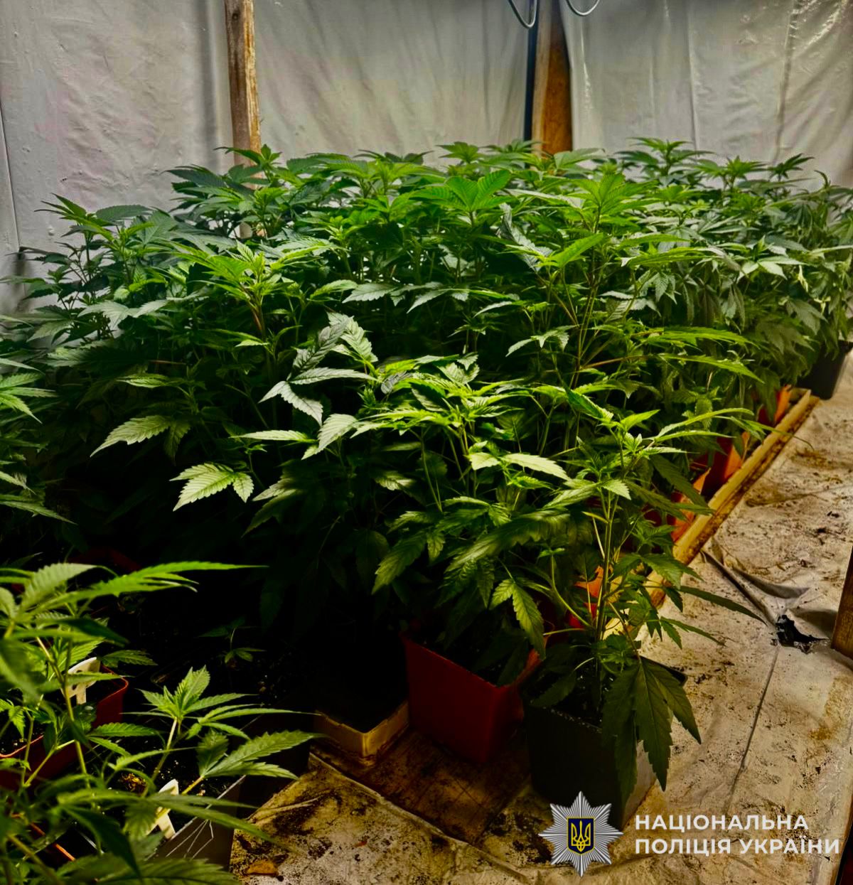 На фото рослини у нарколаблраторії.