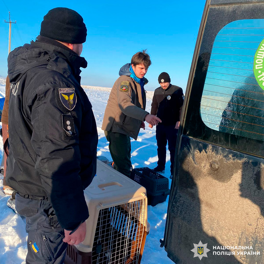 На засніженій території біля службового автомобіля стоїть група людей, серед яких працівники Національної поліції України та представники інших служб. На землі розташовані переноски для тварин.