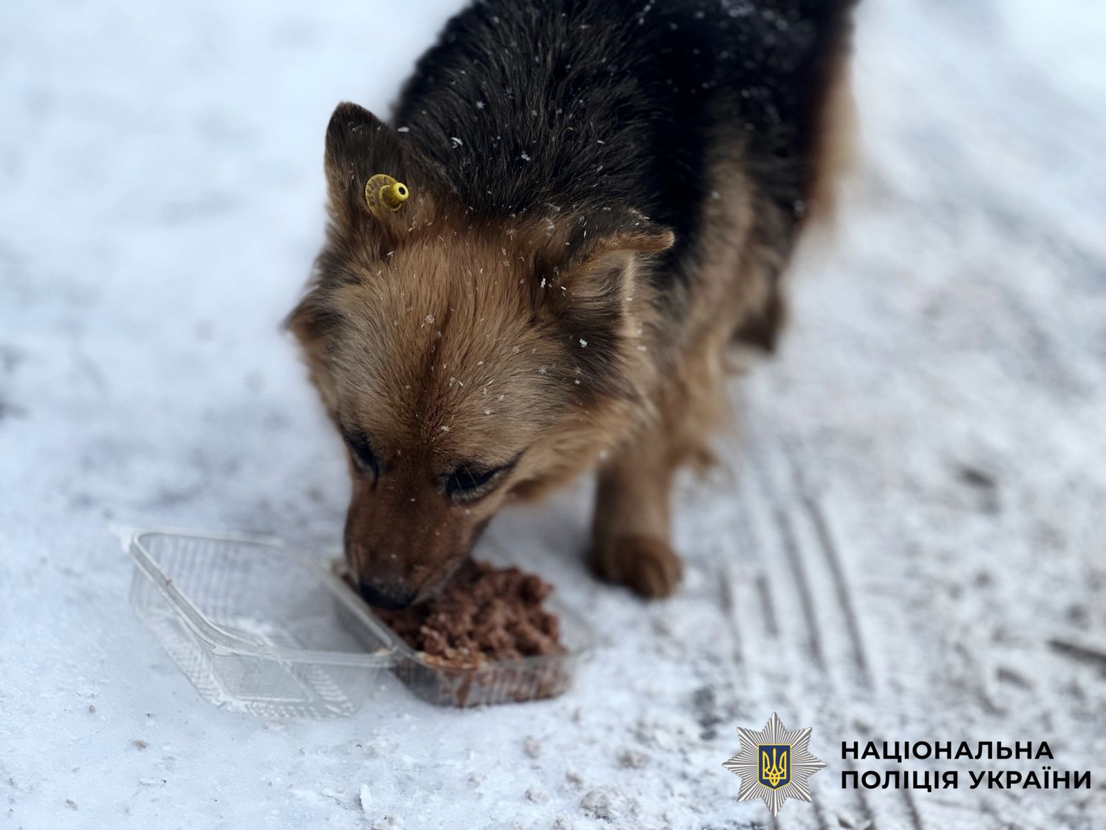 На фото собака, який їсть.