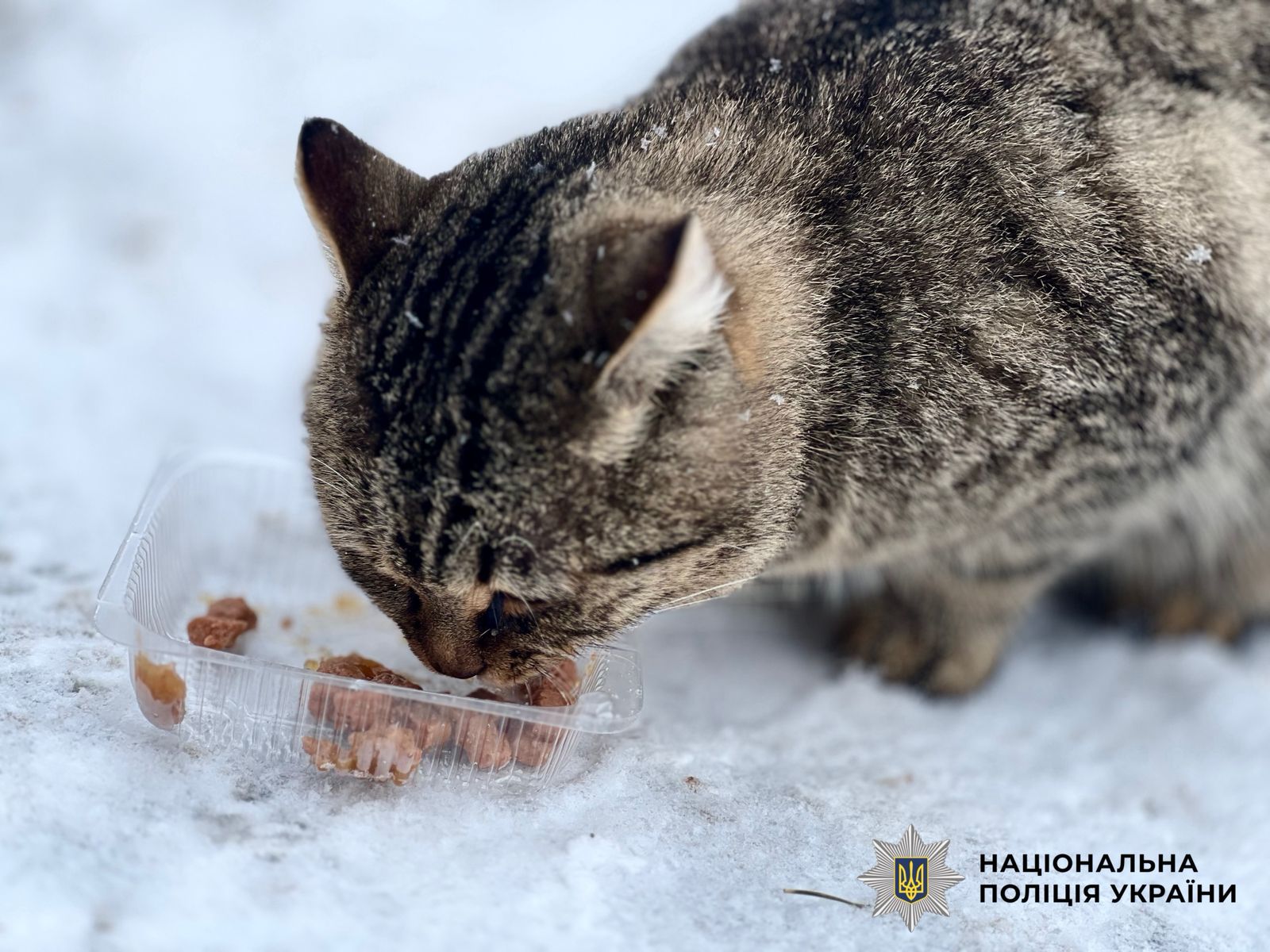 На фото котик, який їсть.