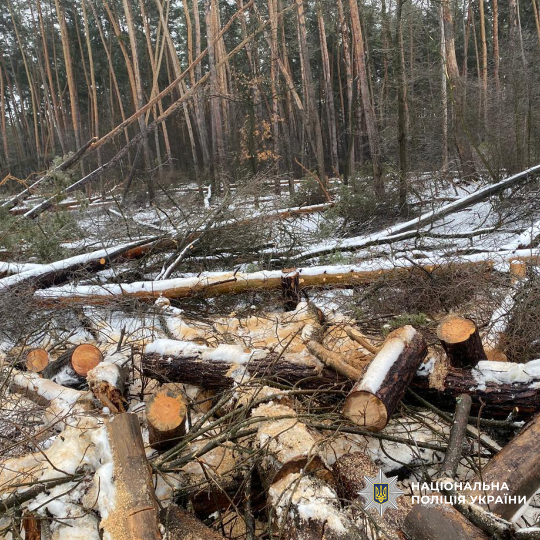 Поліція Харківщини викрила групу «чорних лісорубів», які завдали державі збитків майже на 300 тисяч гривень
