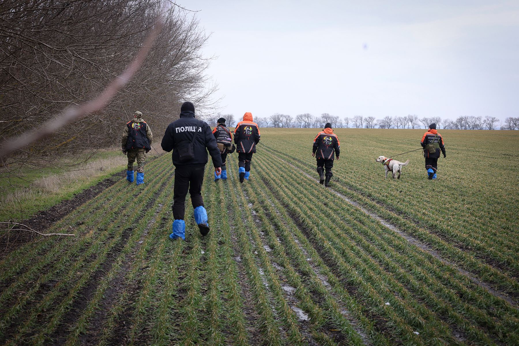 Оперативники запорізької поліції разом з кінологами пошукового загону «Антарєс» обстежують місцевість під час пошуків зниклої безвісти людини. Кушугумська громада. Березень 2025 року.