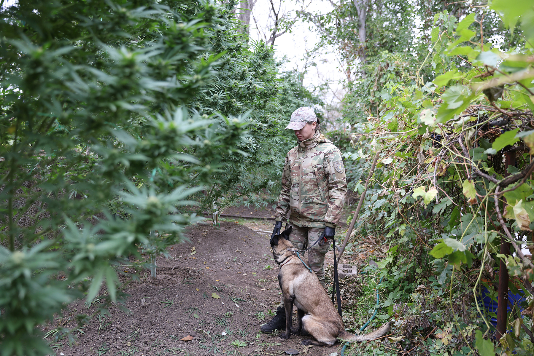 Кінологиня запорізької поліції разом зі службовим собакою на виявленій нелегальній наркоплантації. Запорізький район. Жовтень 2025 року.