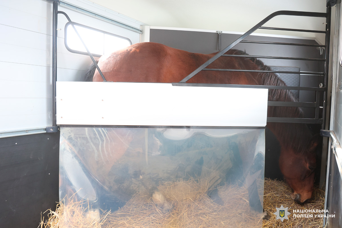 Кінь у транспортному причепі, забезпечений умовами для безпечного перевезення