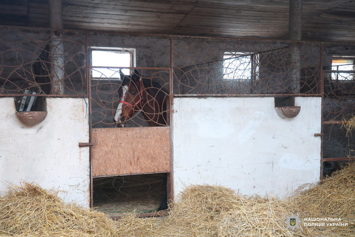 Кінь у транспортному причепі, забезпечений умовами для безпечного перевезення