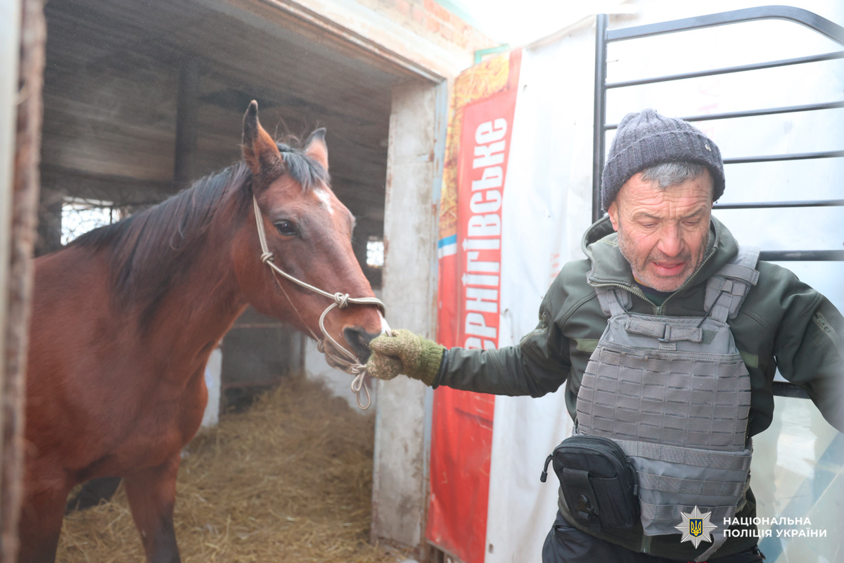 Цивільний у бронежилеті забезпечує догляд та безпеку коня у стайні