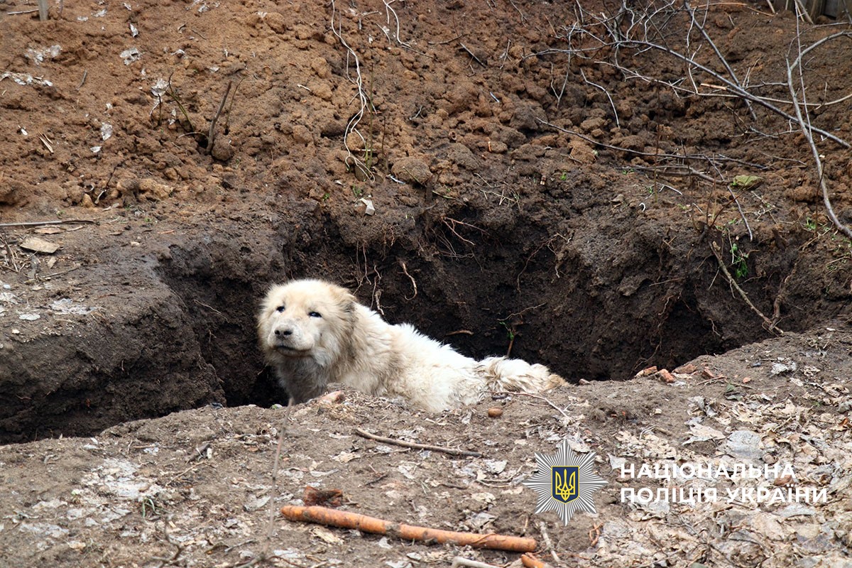Порятунок собаки