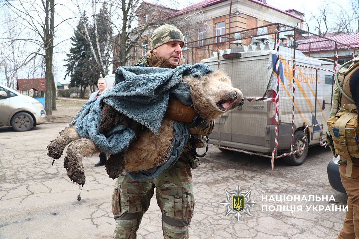 Порятунок собаки