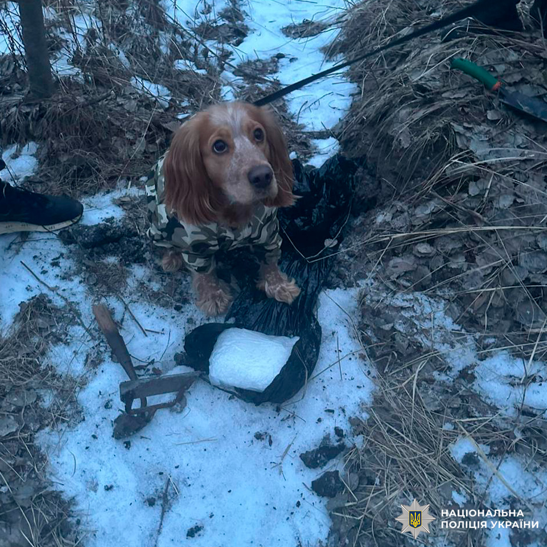 Службовий собака Національної поліції України у камуфляжному жилеті під час огляду місця події, поруч із вилученим пакунком.