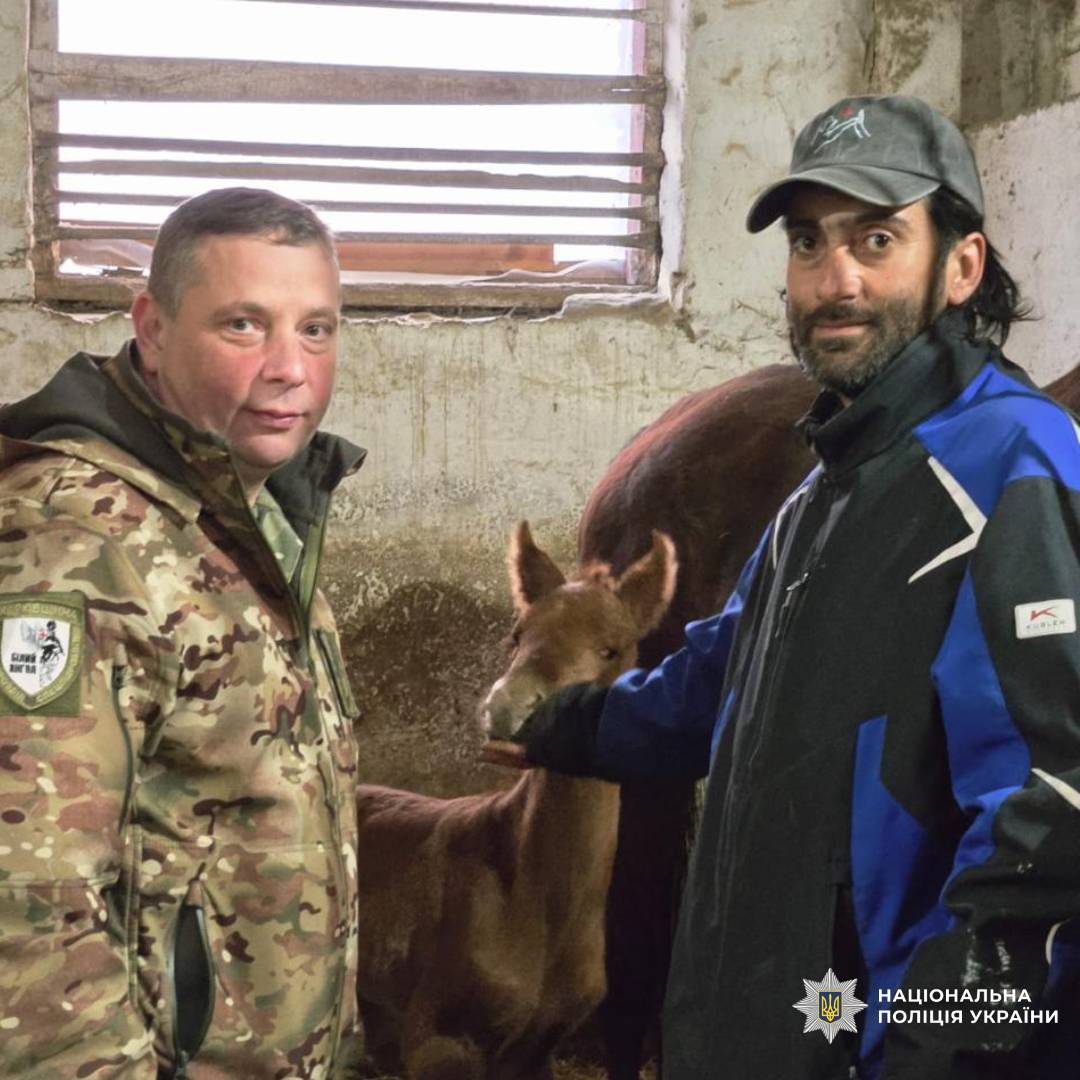 На фото — двоє чоловіків у стайні поруч із новонародженим лошам