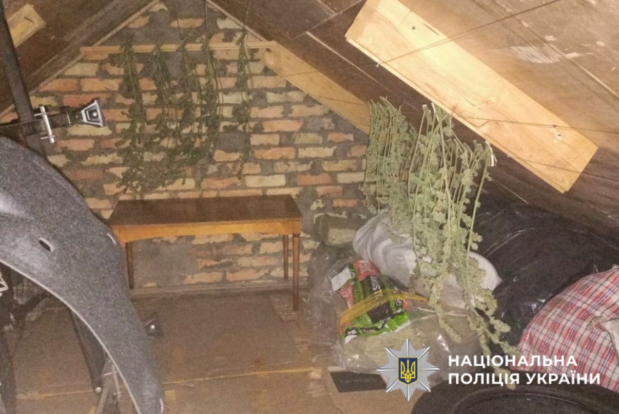 На фотографії зображено виявлені та вилучені наркотичні засоби, які чоловік вирощував та зберігав з метою подальшого збуту.